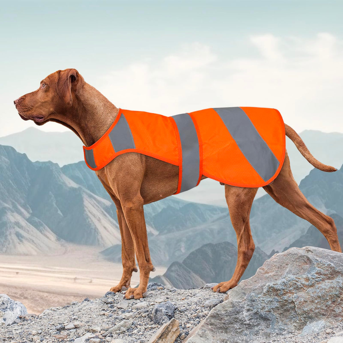 Orange Dog Vest High Visibility Safety Dog Hunting Vest Dog Jacket Soft Adjustable Reflective Dog Vest for Small Medium Large Dogs